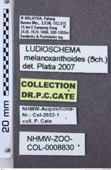 Etikette zu Ludioschema melanoxanthoides (Schwarz, 1902) (NHMW-ZOO-COL-0008830)